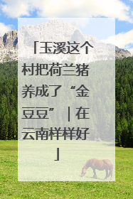 玉溪这个村把荷兰猪养成了“金豆豆”｜在云南样样好