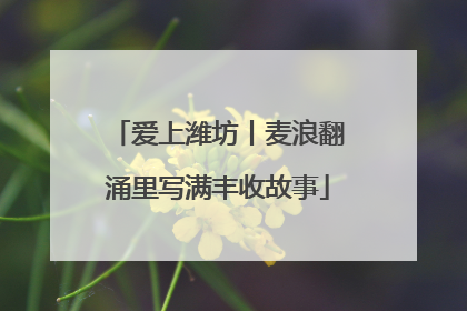 爱上潍坊丨麦浪翻涌里写满丰收故事