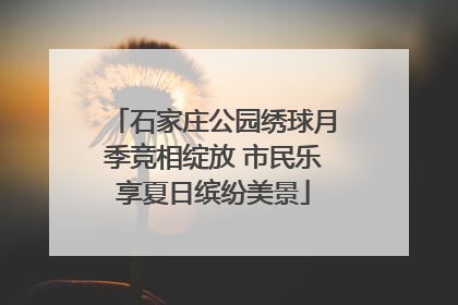 石家庄公园绣球月季竞相绽放 市民乐享夏日缤纷美景