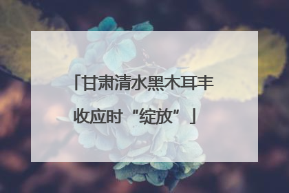 甘肃清水黑木耳丰收应时“绽放”