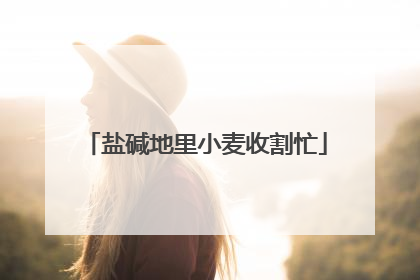 盐碱地里小麦收割忙