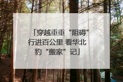 穿越重重“阻碍”行进百公里 看华北豹“搬家”记