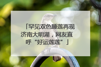 罕见双色睡莲再现济南大明湖，网友直呼“好运莲莲”