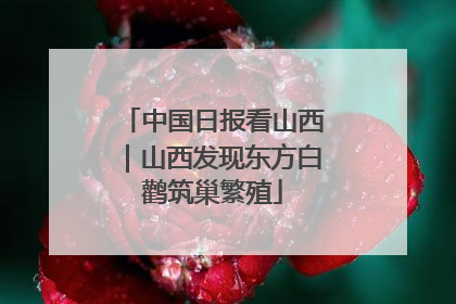 中国日报看山西｜山西发现东方白鹳筑巢繁殖
