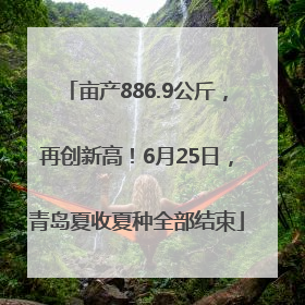 亩产886.9公斤，再创新高！6月25日，青岛夏收夏种全部结束