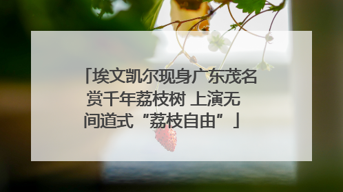 埃文凯尔现身广东茂名 赏千年荔枝树 上演无间道式“荔枝自由”