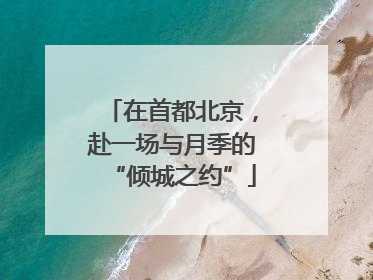 在首都北京，赴一场与月季的“倾城之约”
