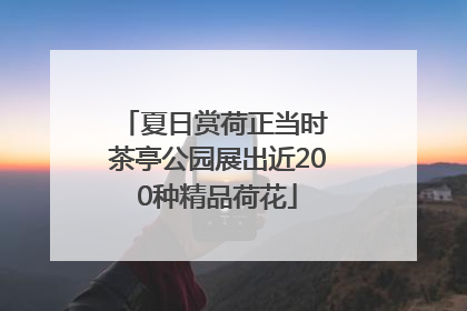 夏日赏荷正当时 茶亭公园展出近200种精品荷花