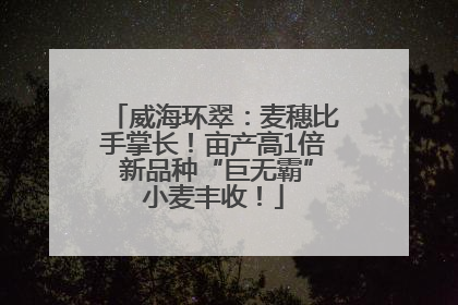 威海环翠：麦穗比手掌长！亩产高1倍 新品种“巨无霸”小麦丰收！