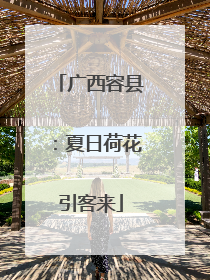 广西容县：夏日荷花引客来