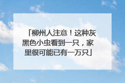 柳州人注意！这种灰黑色小虫看到一只，家里很可能已有一万只