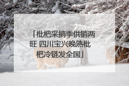 枇杷采摘季供销两旺 四川宝兴晚熟枇杷冷链发全国