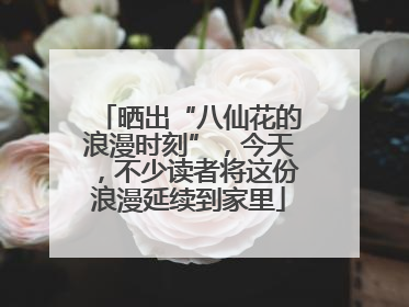 晒出“八仙花的浪漫时刻”，今天，不少读者将这份浪漫延续到家里