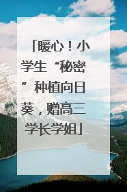 暖心！小学生“秘密”种植向日葵，赠高三学长学姐