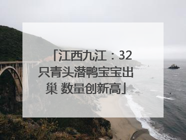 江西九江：32只青头潜鸭宝宝出巢 数量创新高