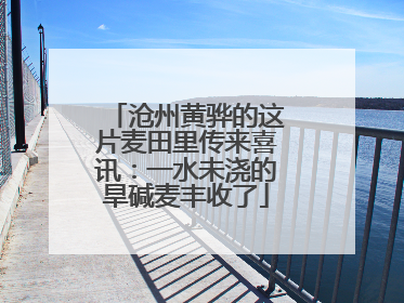 沧州黄骅的这片麦田里传来喜讯：一水未浇的旱碱麦丰收了