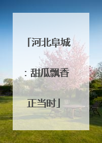 河北阜城：甜瓜飘香正当时