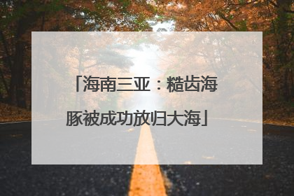 海南三亚：糙齿海豚被成功放归大海