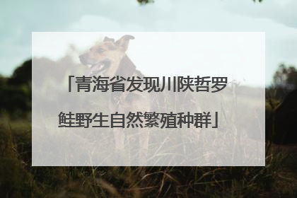 青海省发现川陕哲罗鲑野生自然繁殖种群