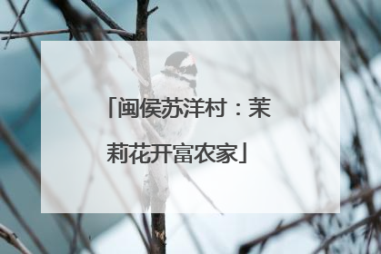 闽侯苏洋村：茉莉花开富农家
