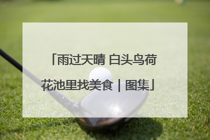 雨过天晴 白头鸟荷花池里找美食｜图集
