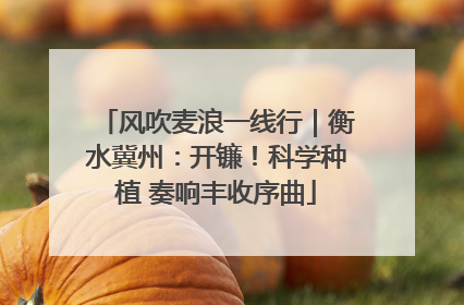风吹麦浪一线行｜衡水冀州：开镰！科学种植 奏响丰收序曲