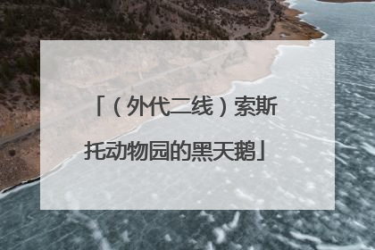 （外代二线）索斯托动物园的黑天鹅