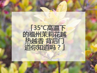 35℃高温下的福州茉莉花越热越香 背后门道你知道吗？