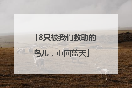 8只被我们救助的鸟儿，重回蓝天